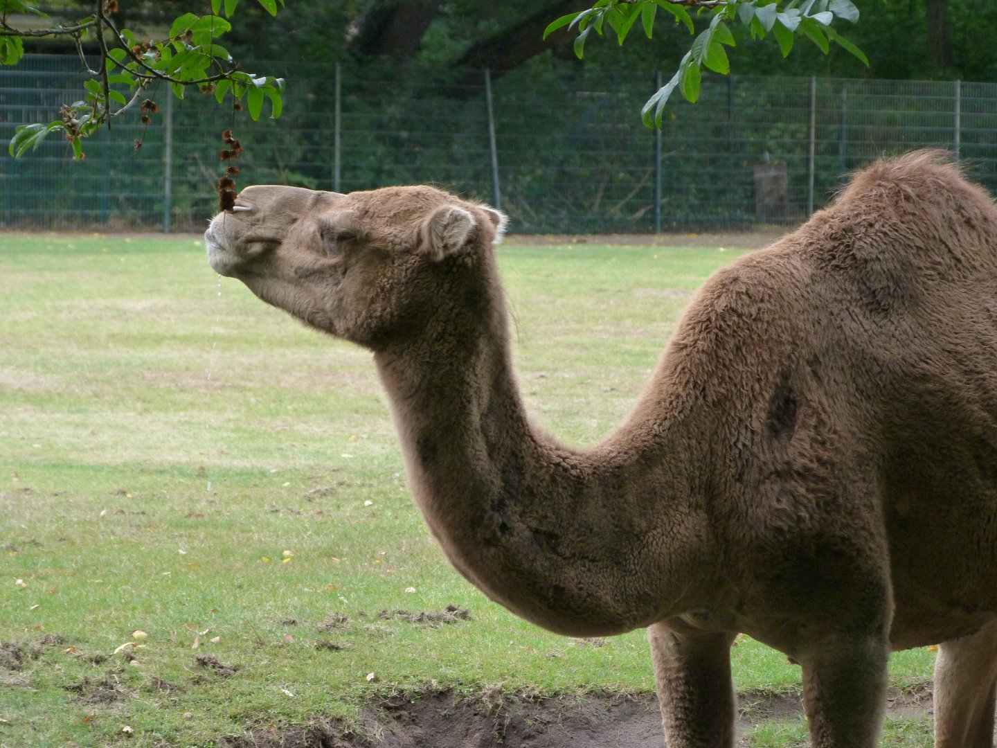 Dromedary -Tierpark Berlin (2024)