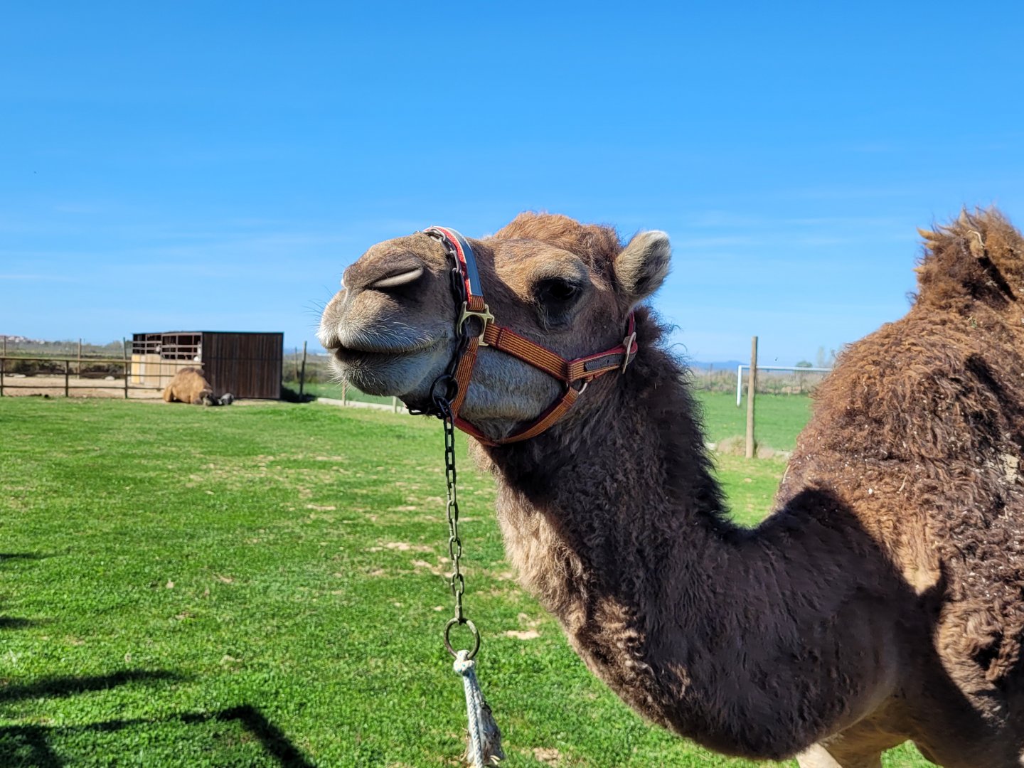 Dromedary -Tierra Rapaz (2024)