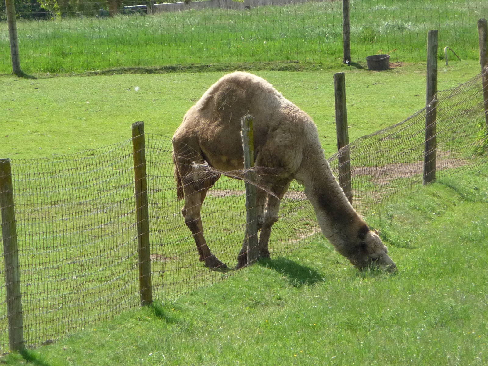Dromedary Vs. Fence