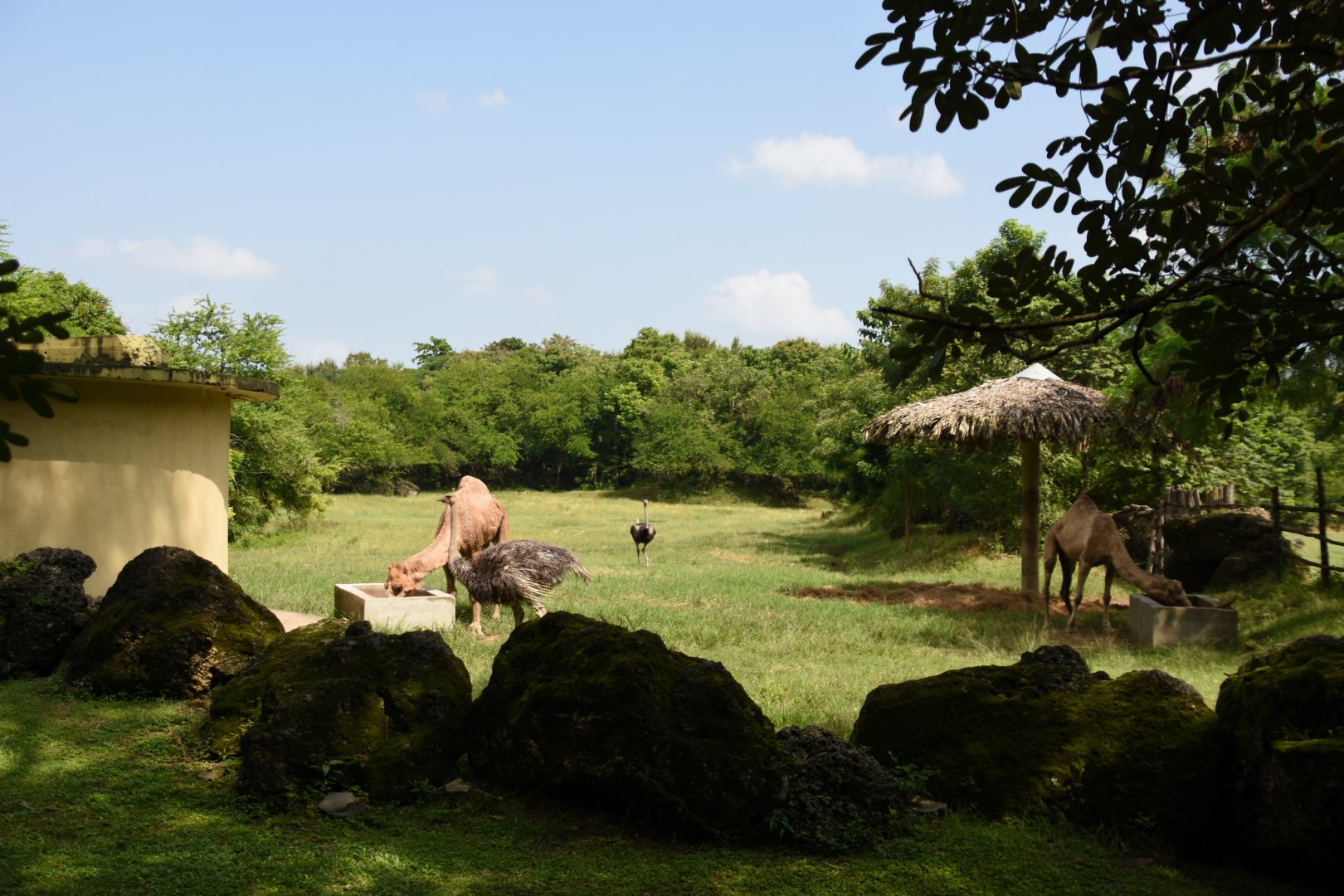 Dromedary with ostrich enclosure