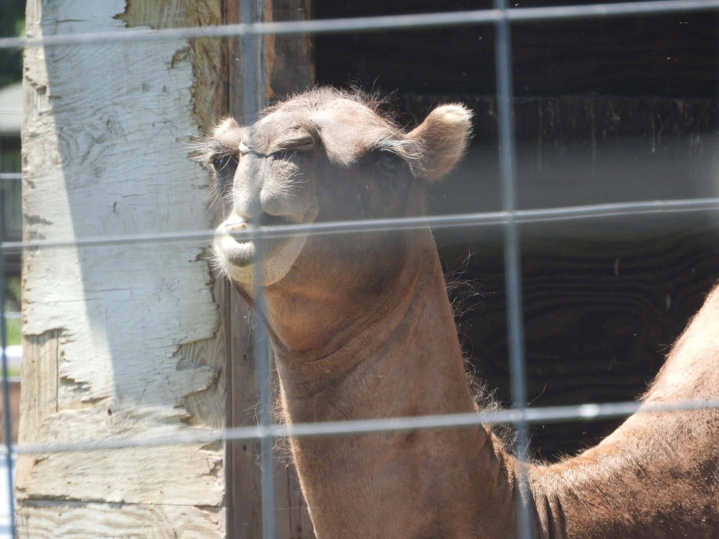 Dromedary x Bactrian Camel hybrid