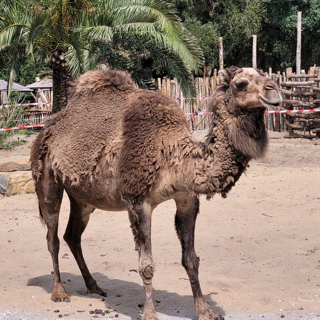 Dromedary -Zoo de Labenne (2023)