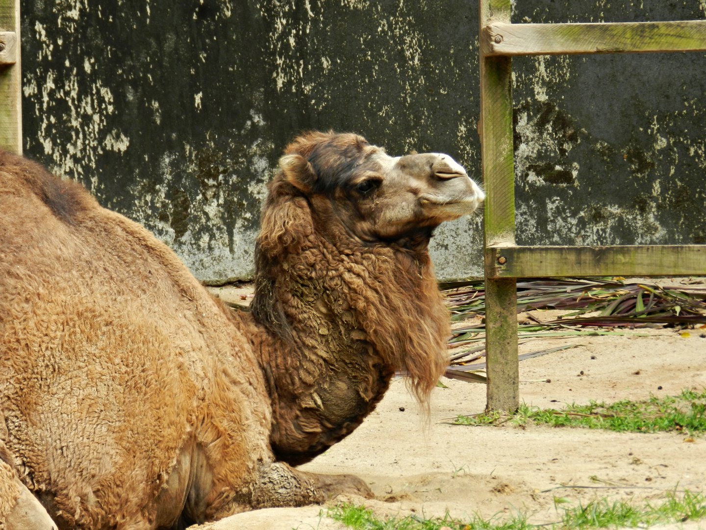 Dromedary - Zoo São Paulo