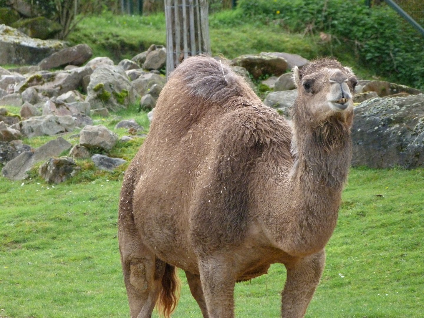 Dromedary -ZooParc de Beauval (2025)
