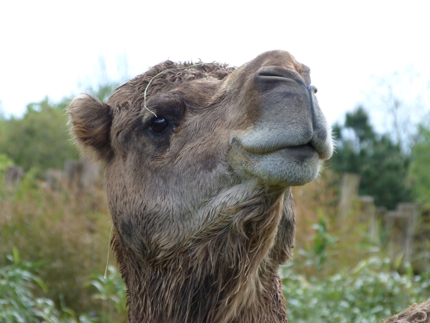 Dromedary -ZooParc de Beauval (2025)
