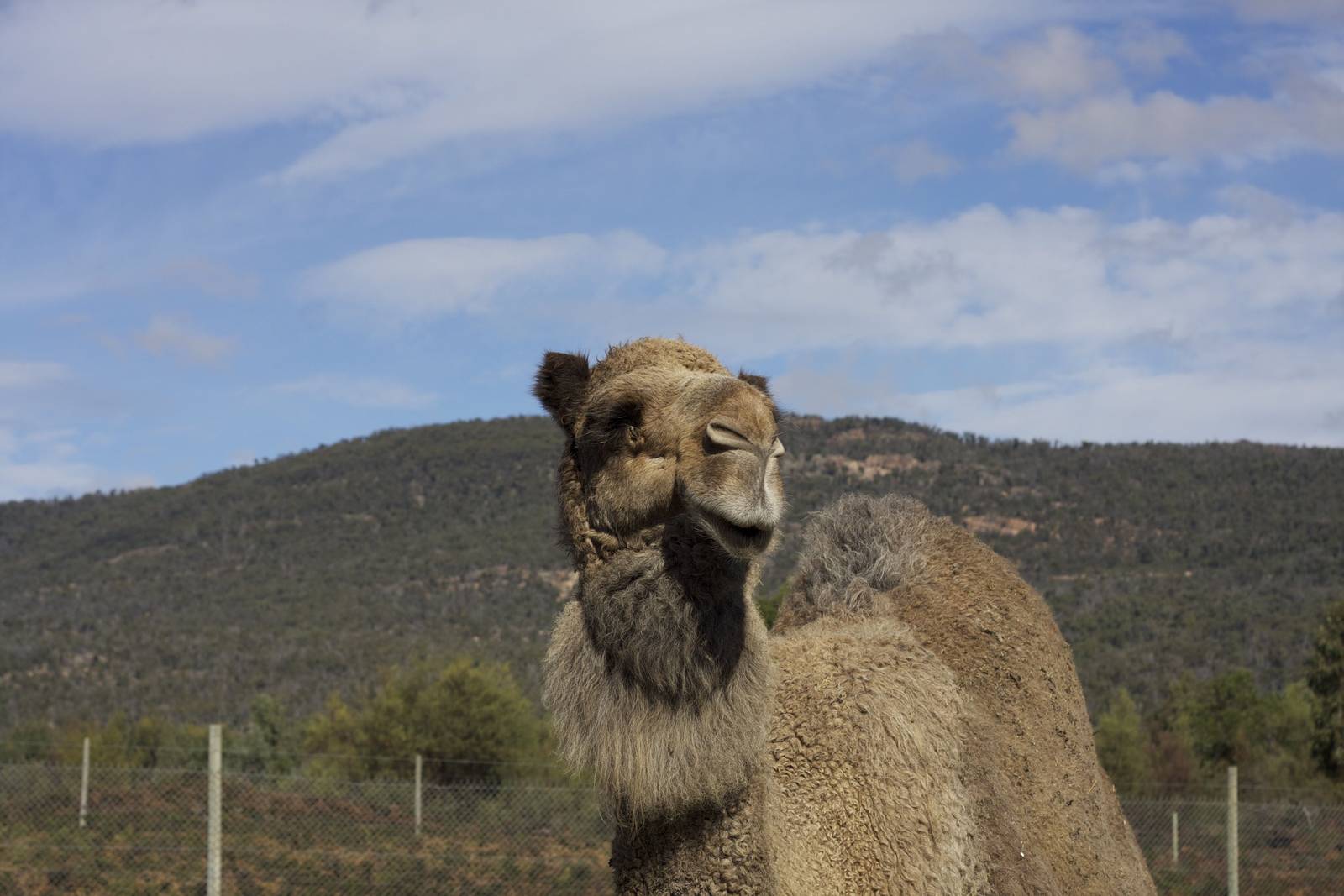 Dromedary