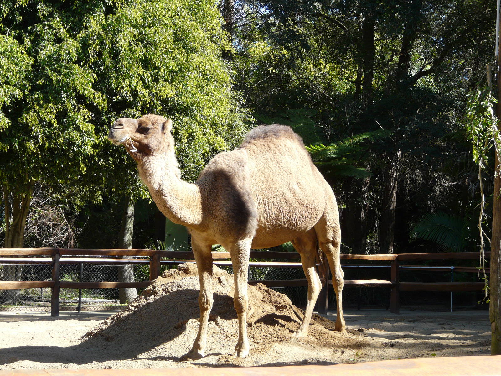 Dromedary
