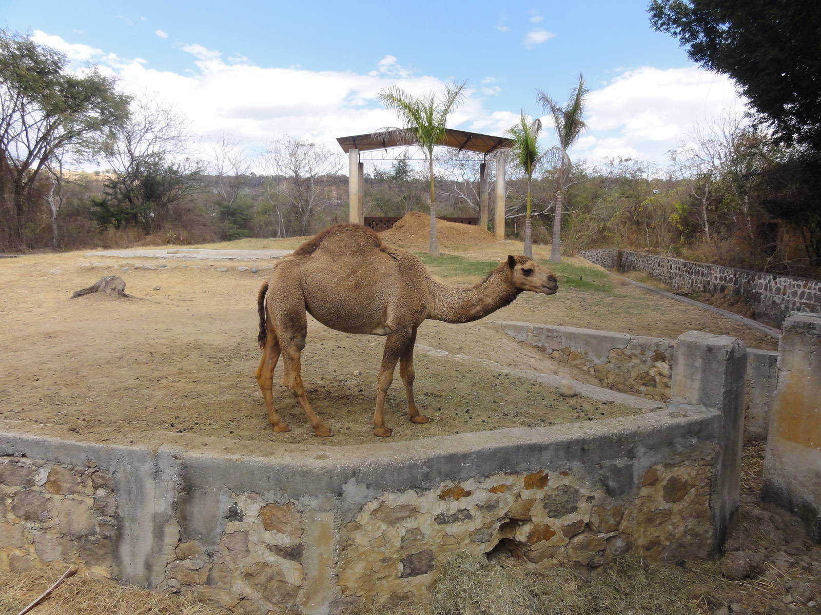 Dromedary