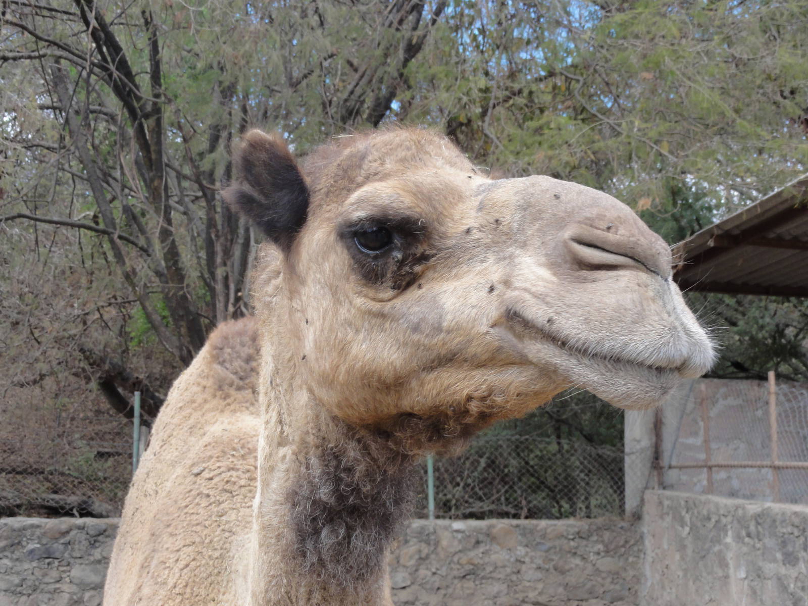 Dromedary