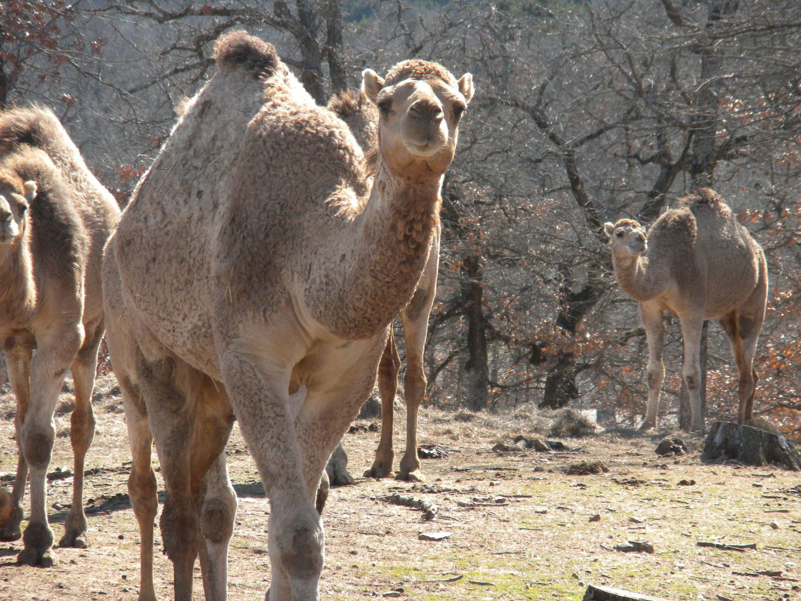Dromedary