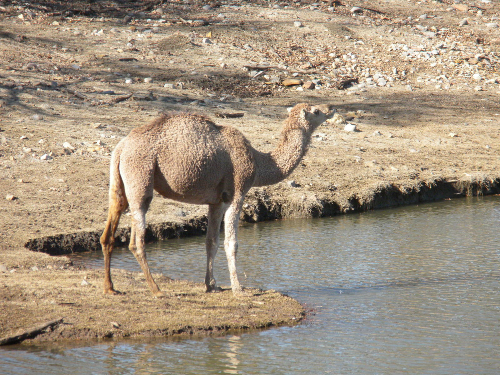 Dromedary