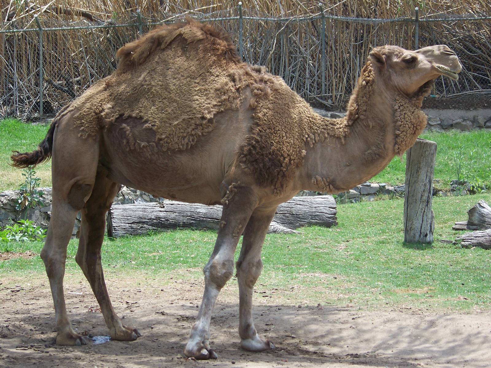 Dromedary
