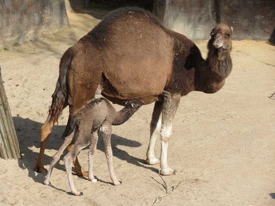 Dromedary