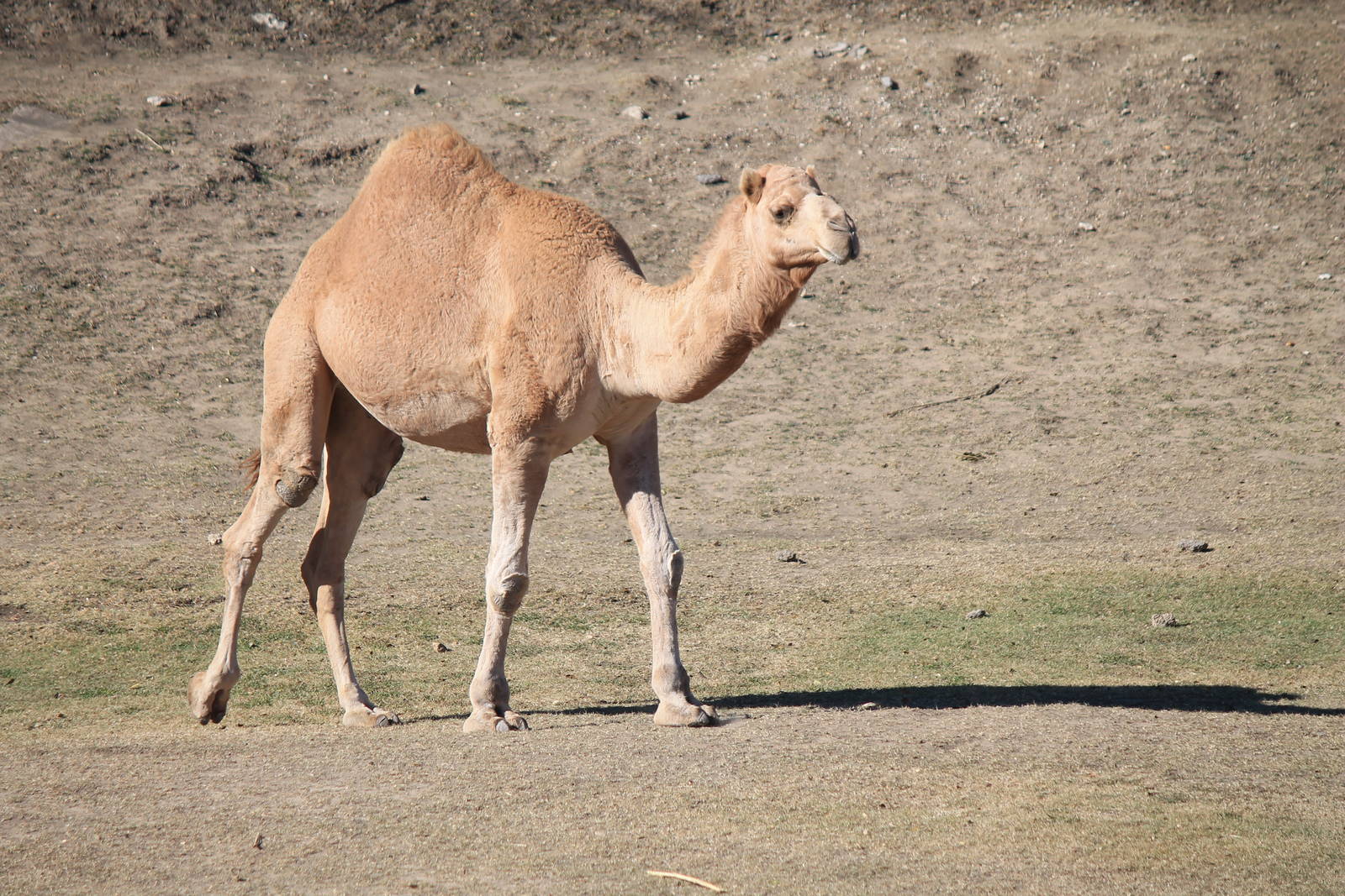 Dromedary