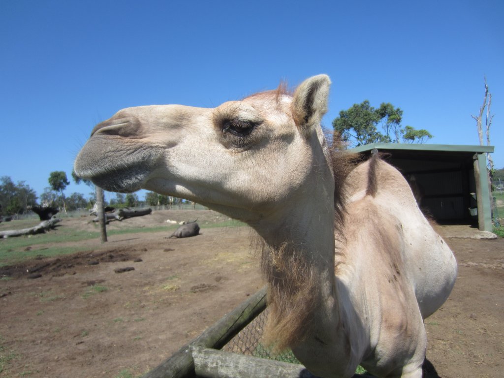 Dromedary
