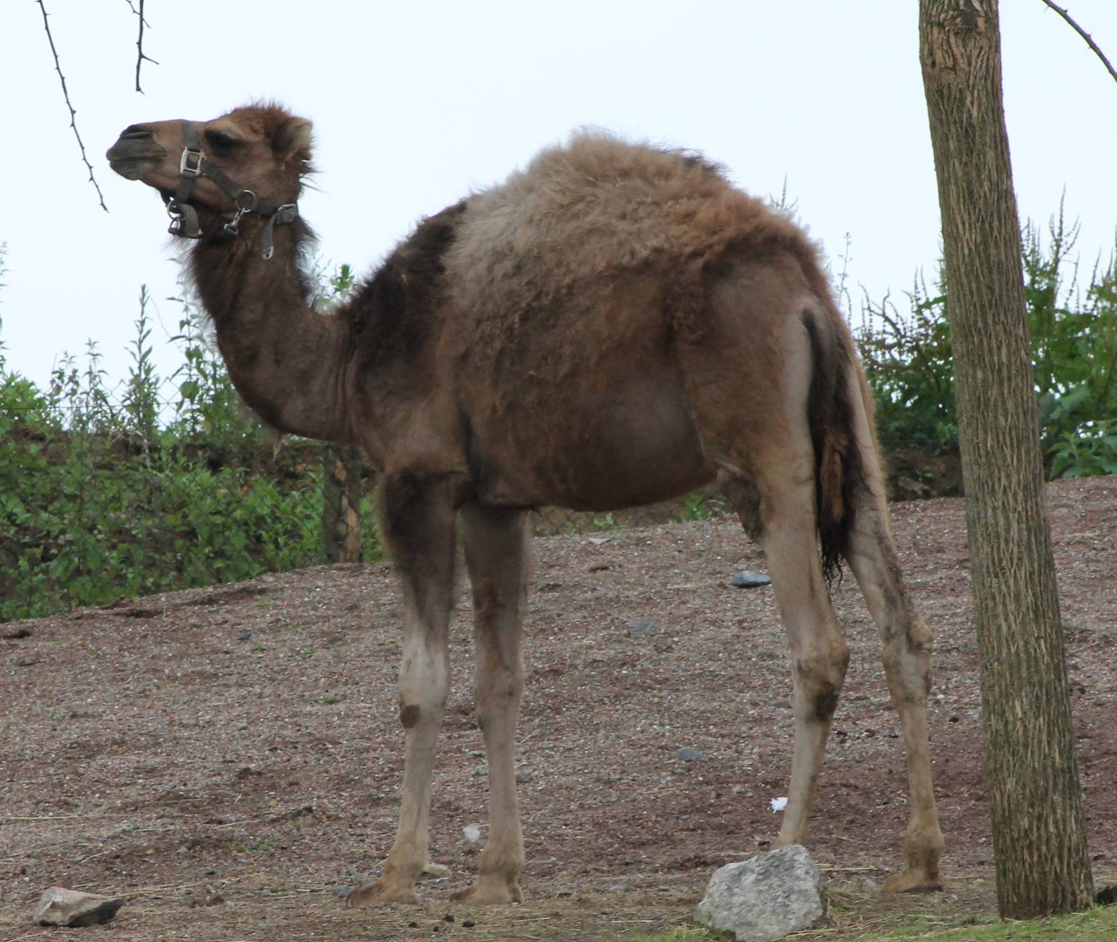 Dromedary