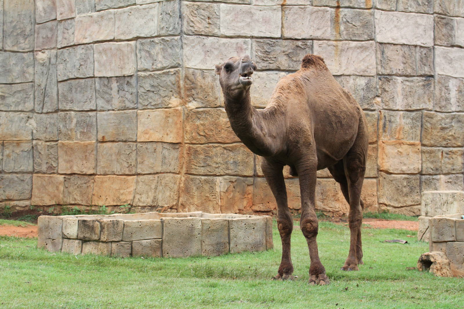 Dromedary