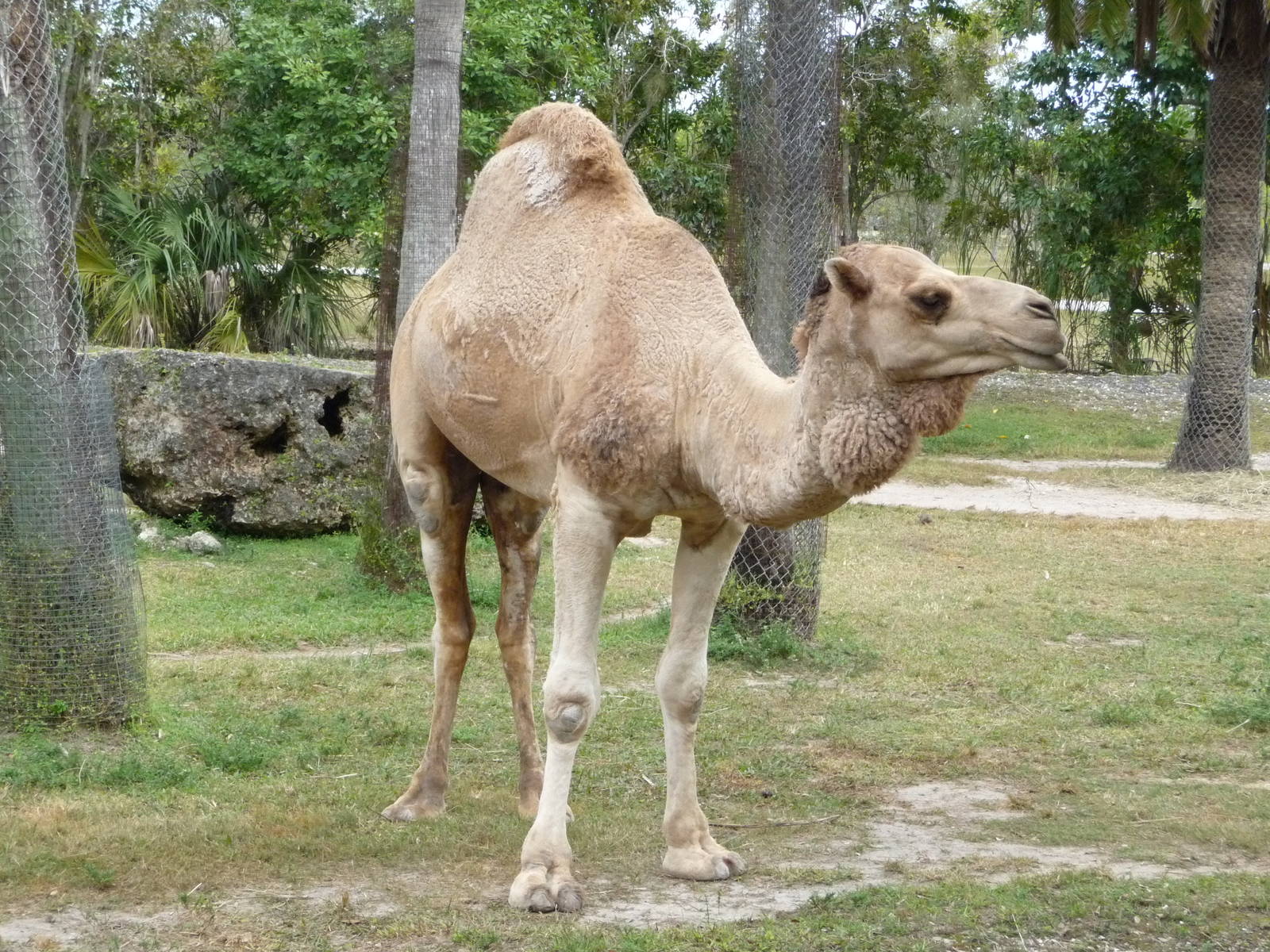 Dromedary