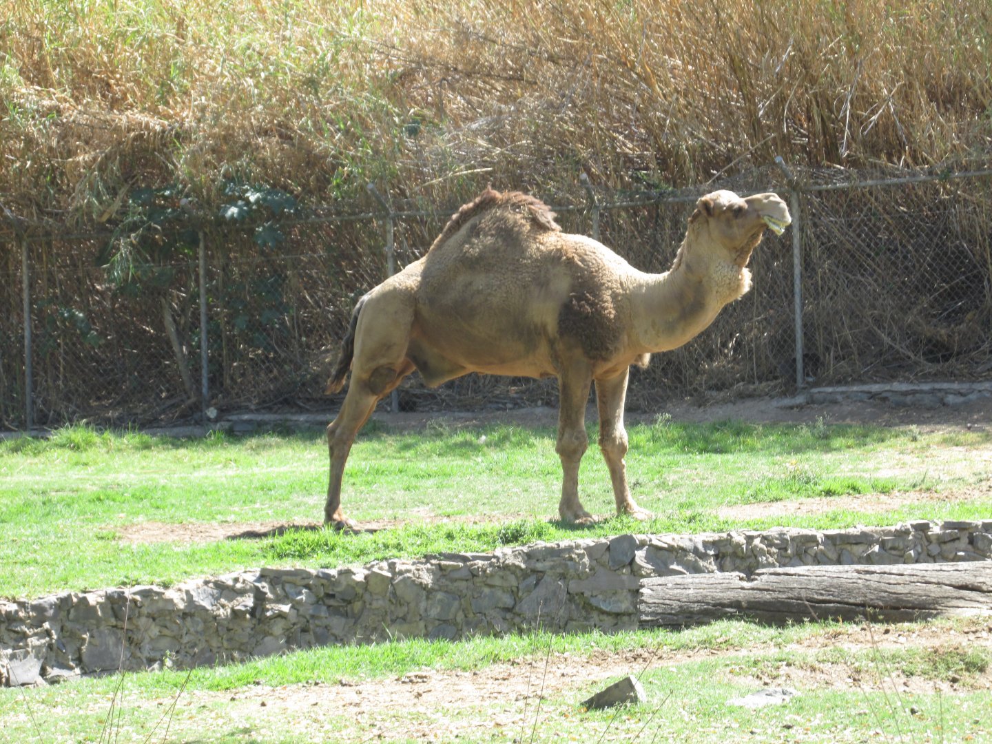 dromedary
