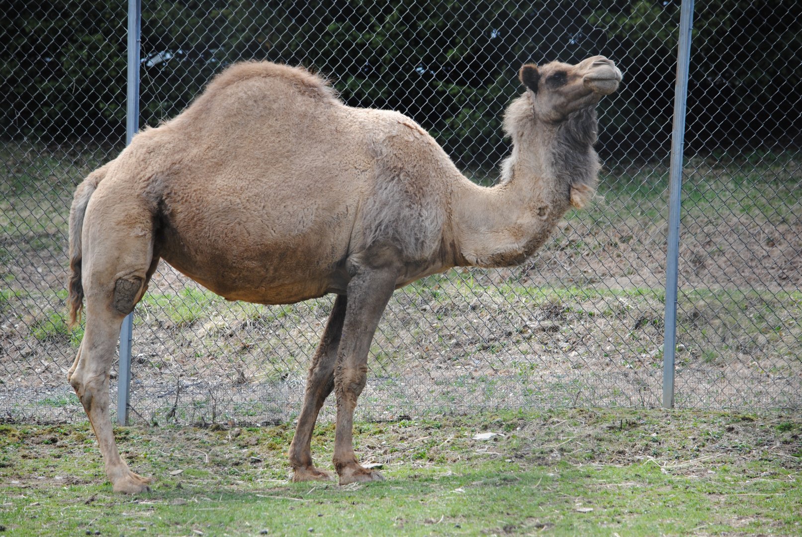 Dromedary