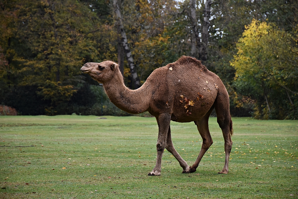 Dromedary