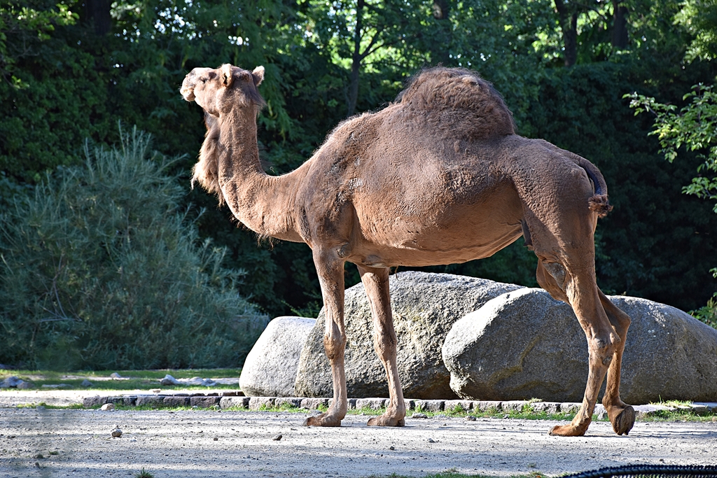Dromedary