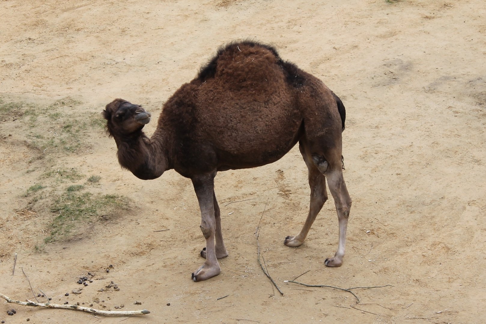 Dromedary