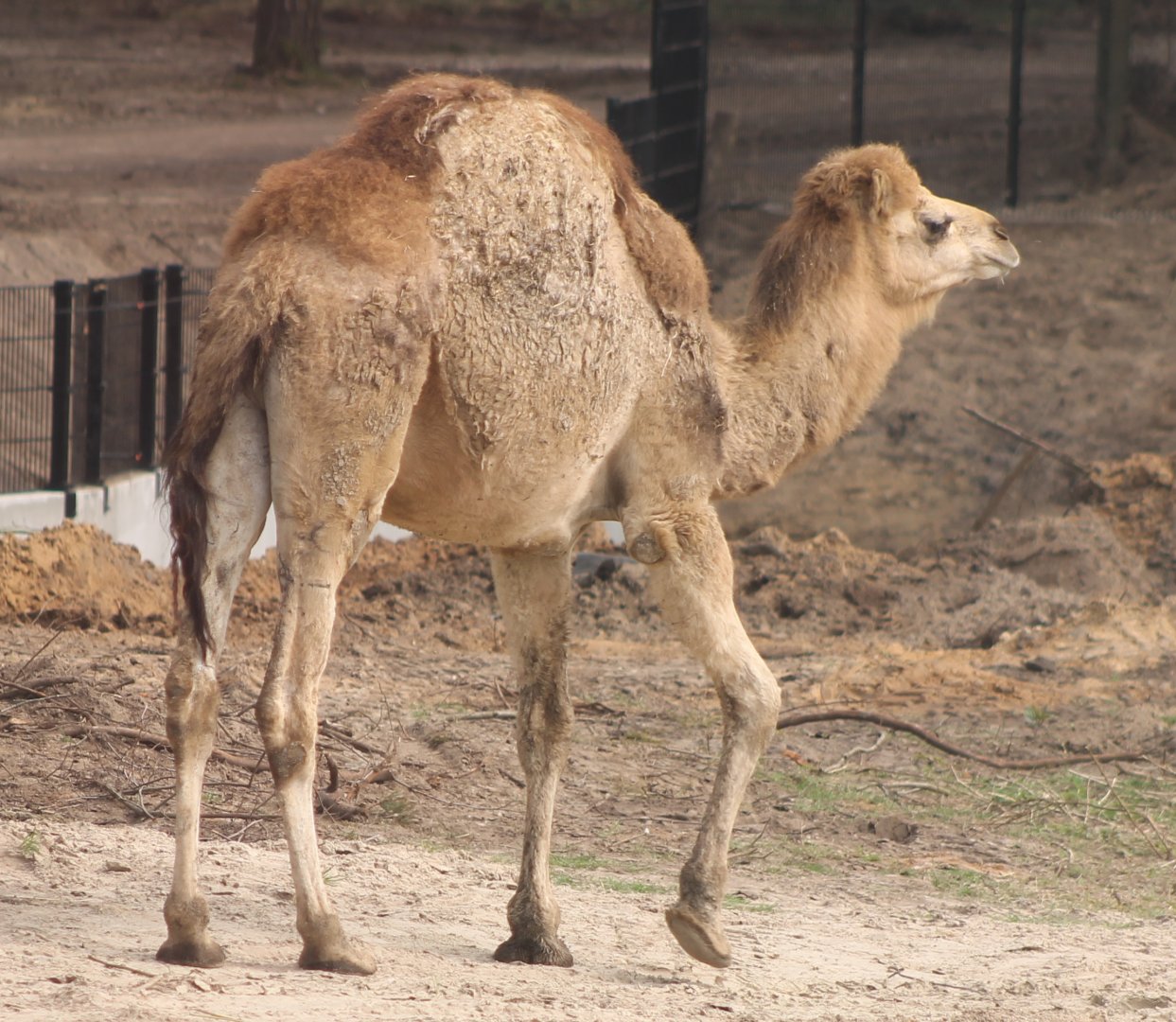 Dromedary