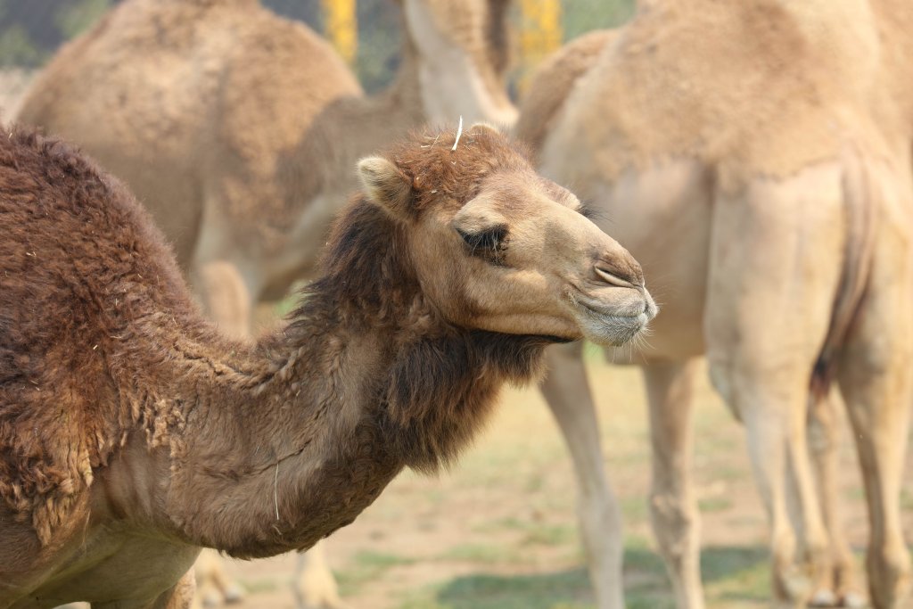 Dromedary