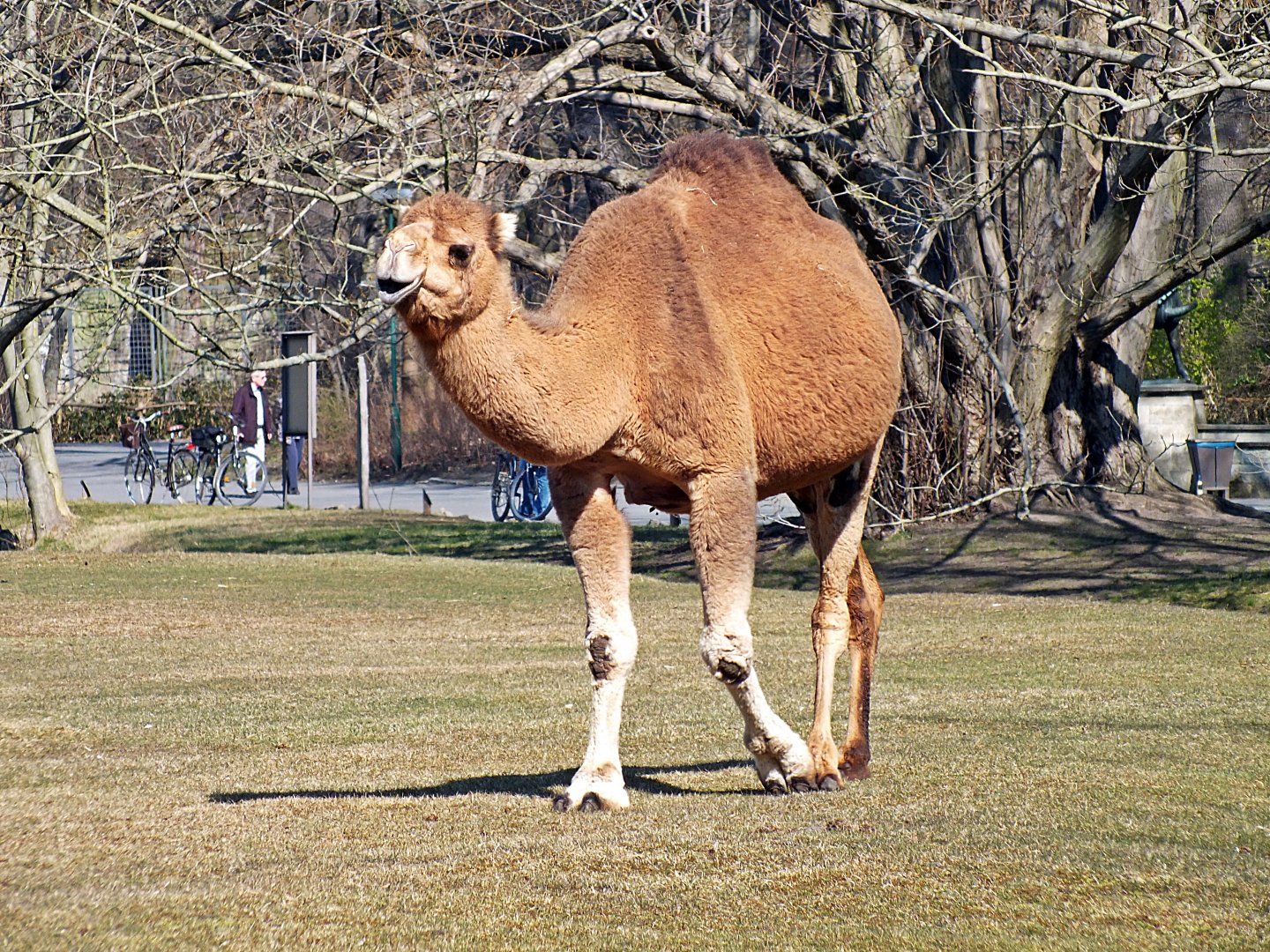 Dromedary