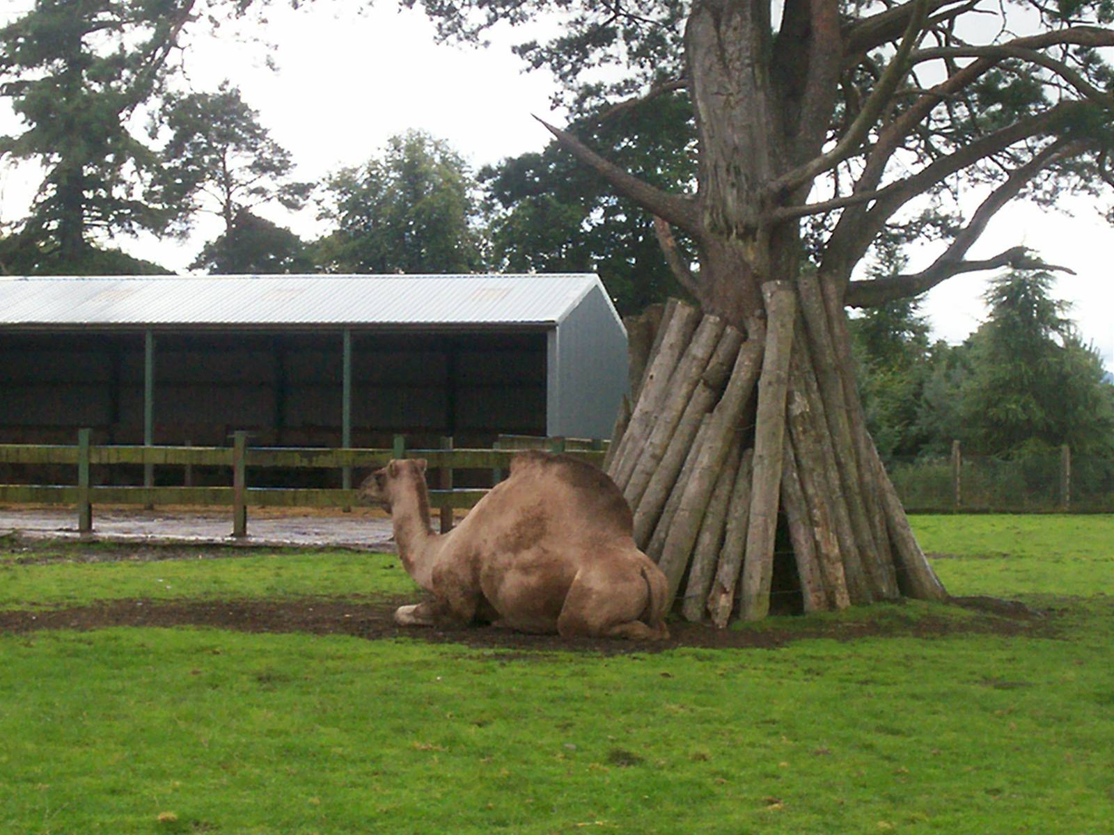 Dromedary