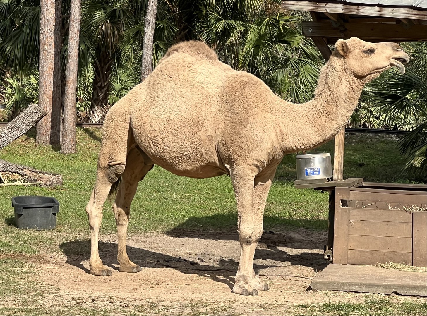 Dromedary