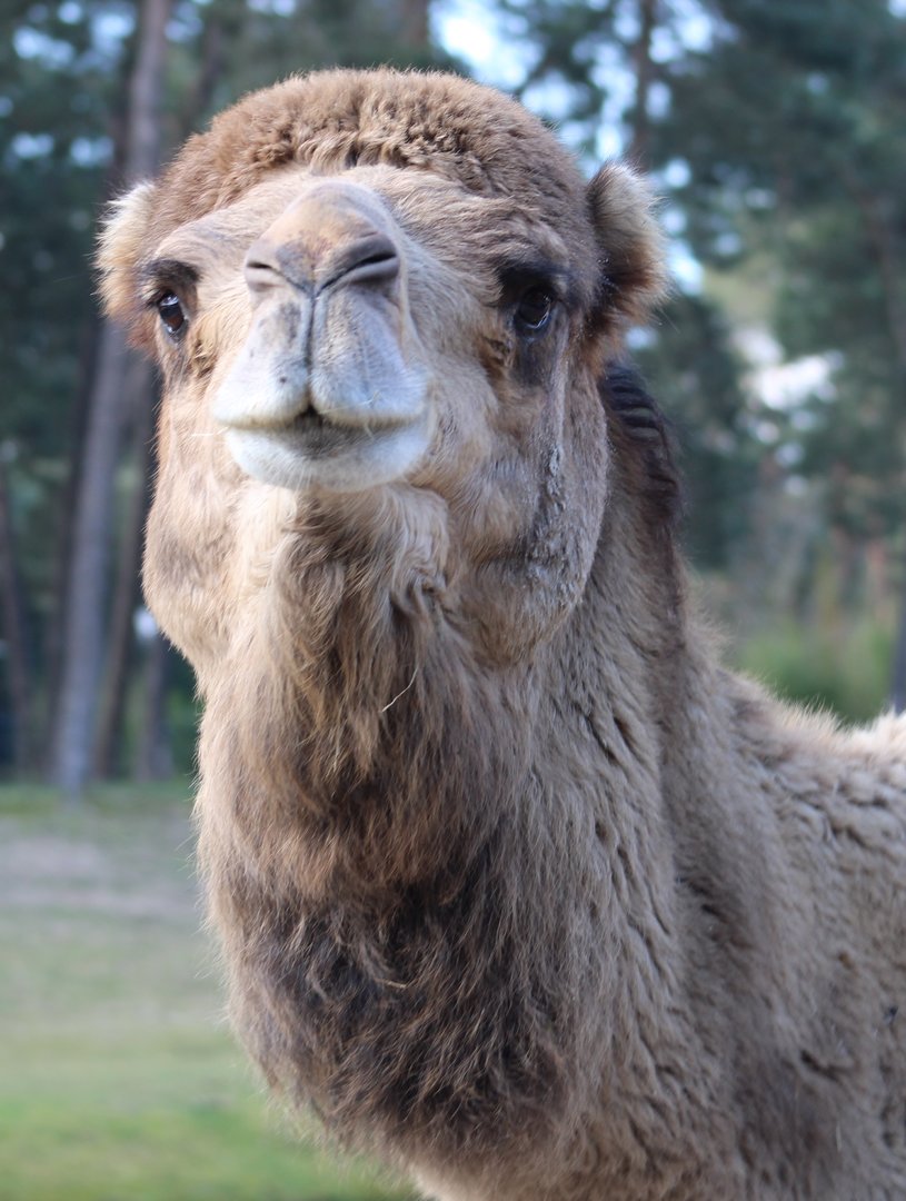 Dromedary