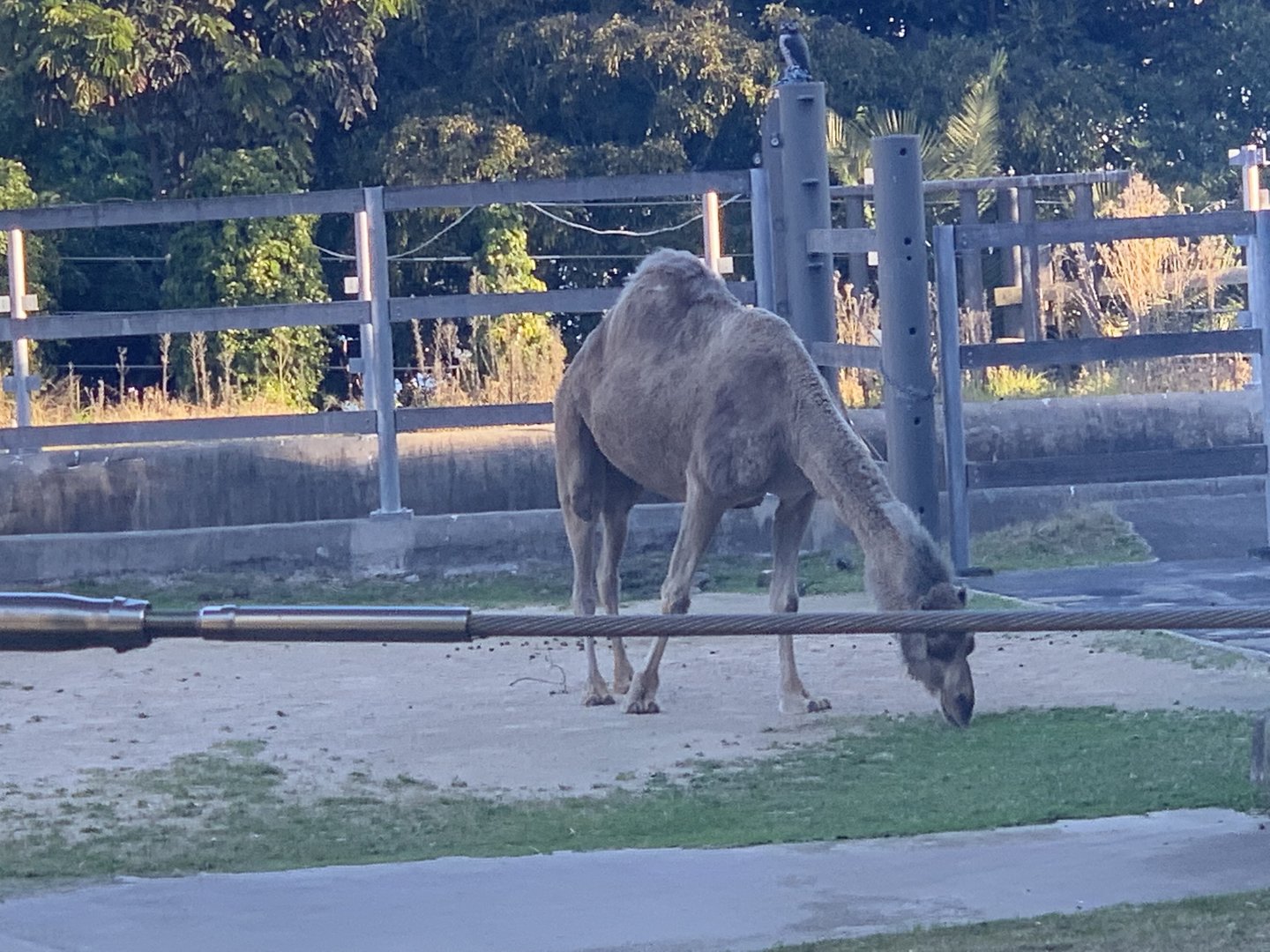 Dromedary