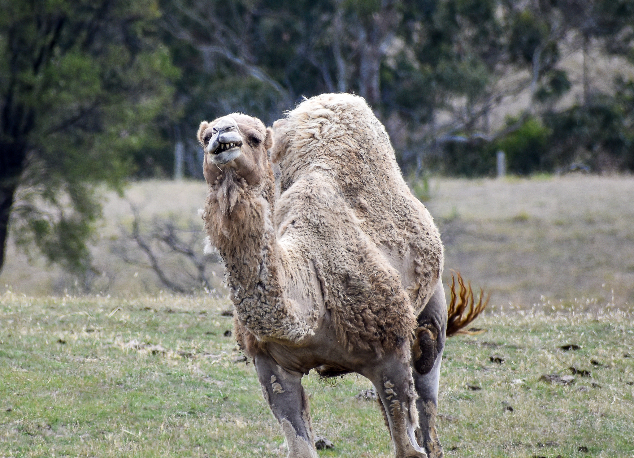 Dromedary