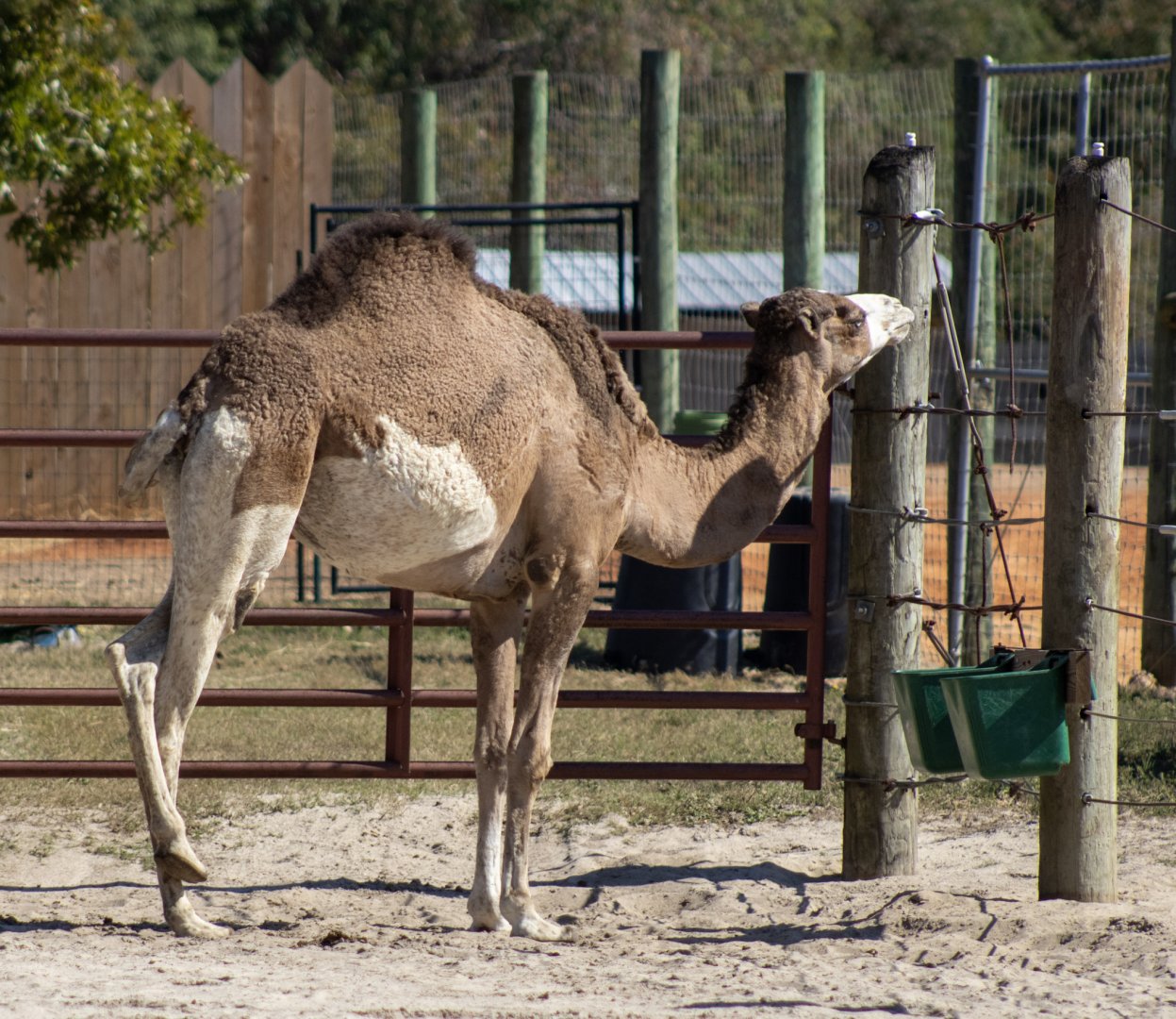 Dromedary