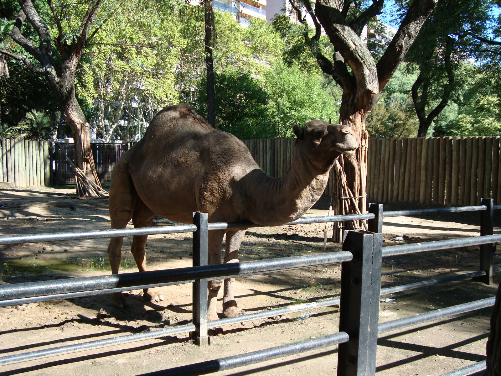 Dromedary