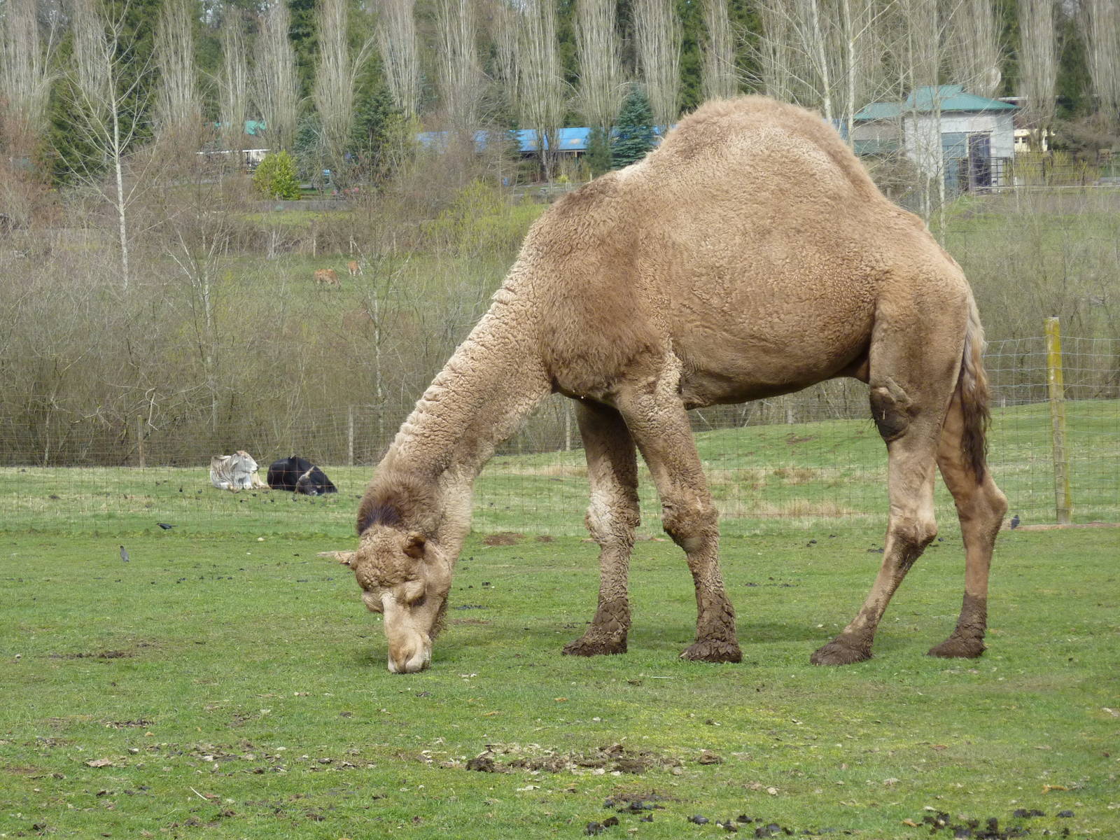Dromedary