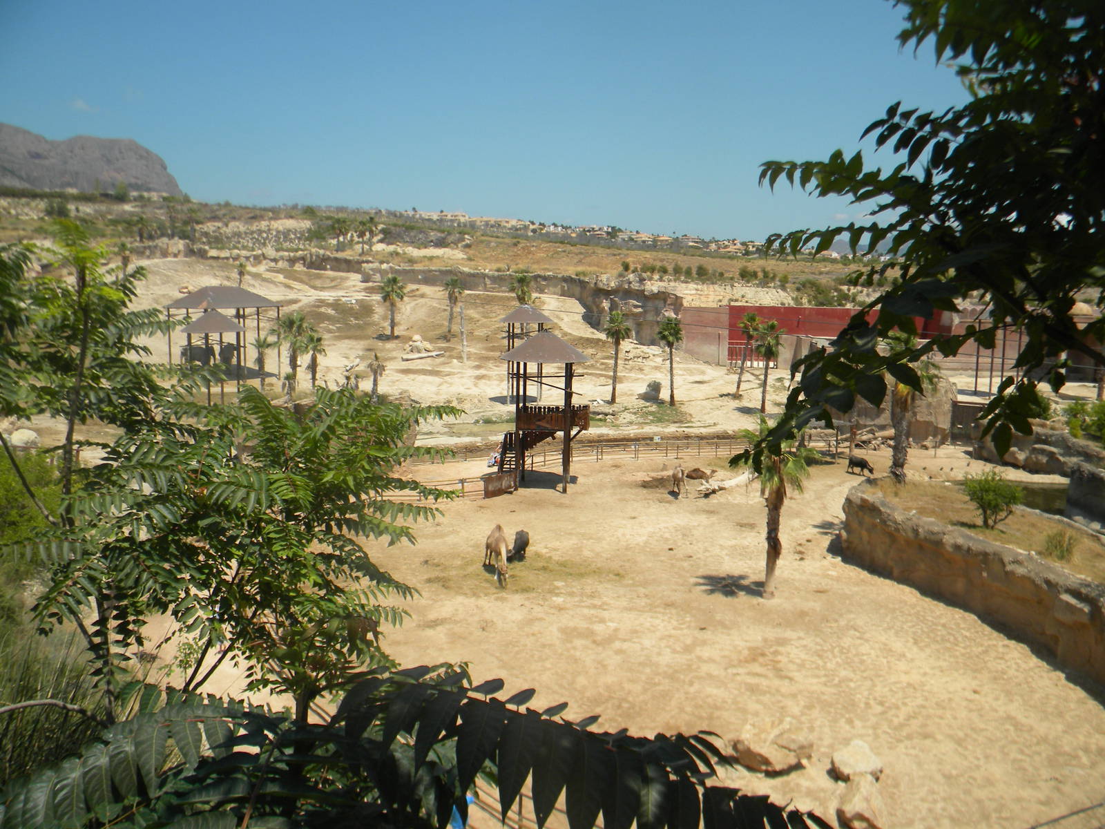 Dromendary Camel and Asian Water Buffalo enclosure at Terra Natura 29/07/11