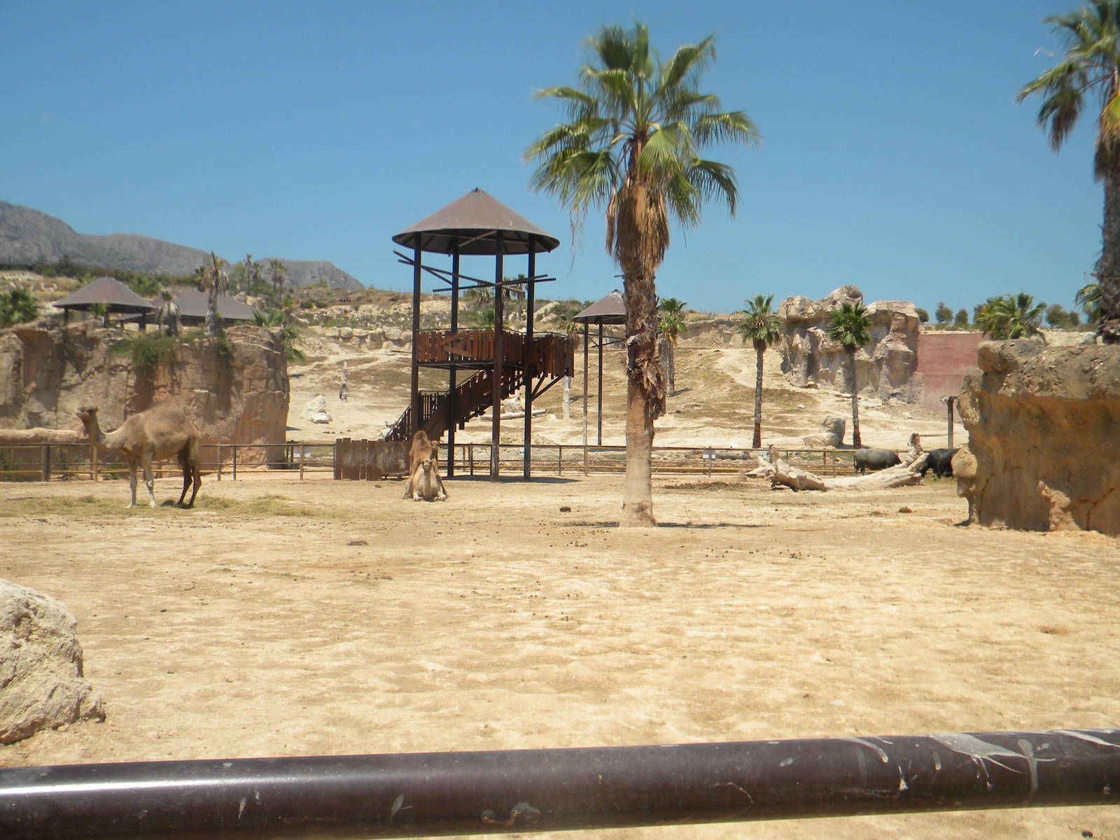 Dromendary Camel and Asian Water Buffalo enclosure at Terra Natura 29/07/11
