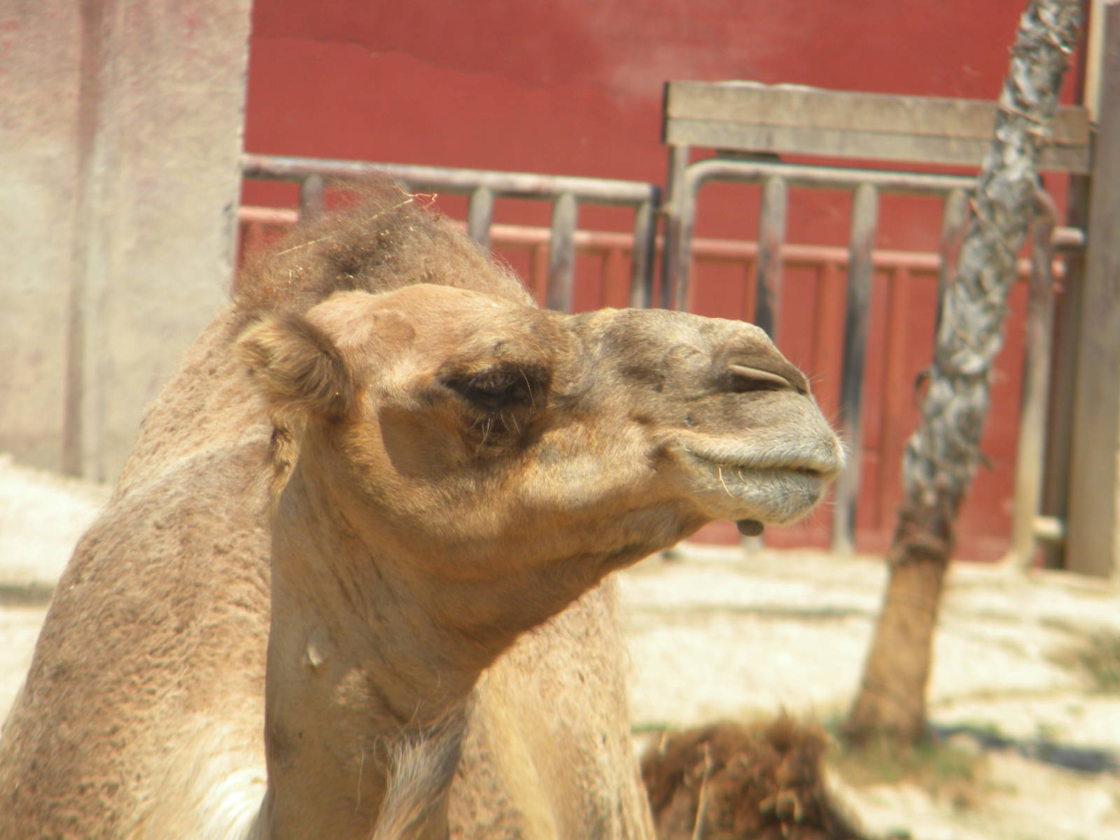 Dromendary Camel at Terra Natura 29/07/11