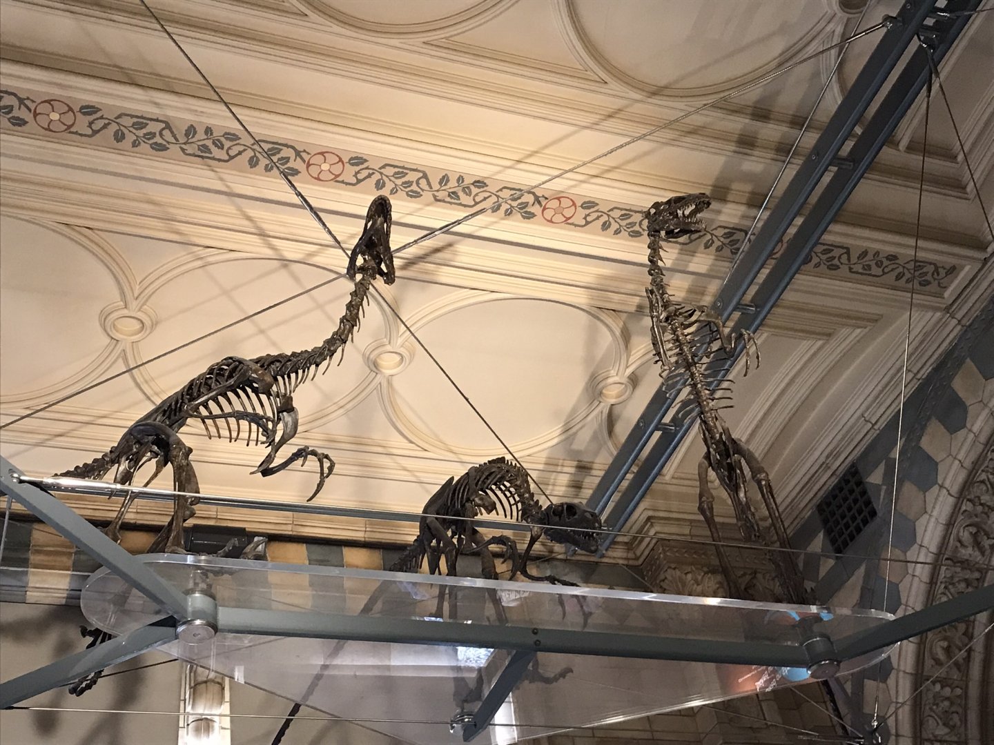 Dromeosaurus skeletons