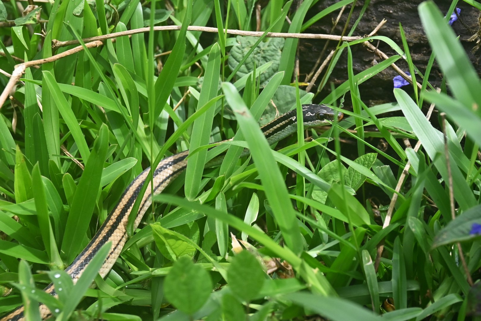 Dromicodryas quadrilineatus
