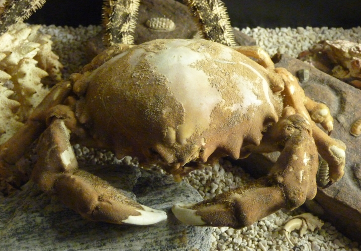 Dromiid crab for ID???