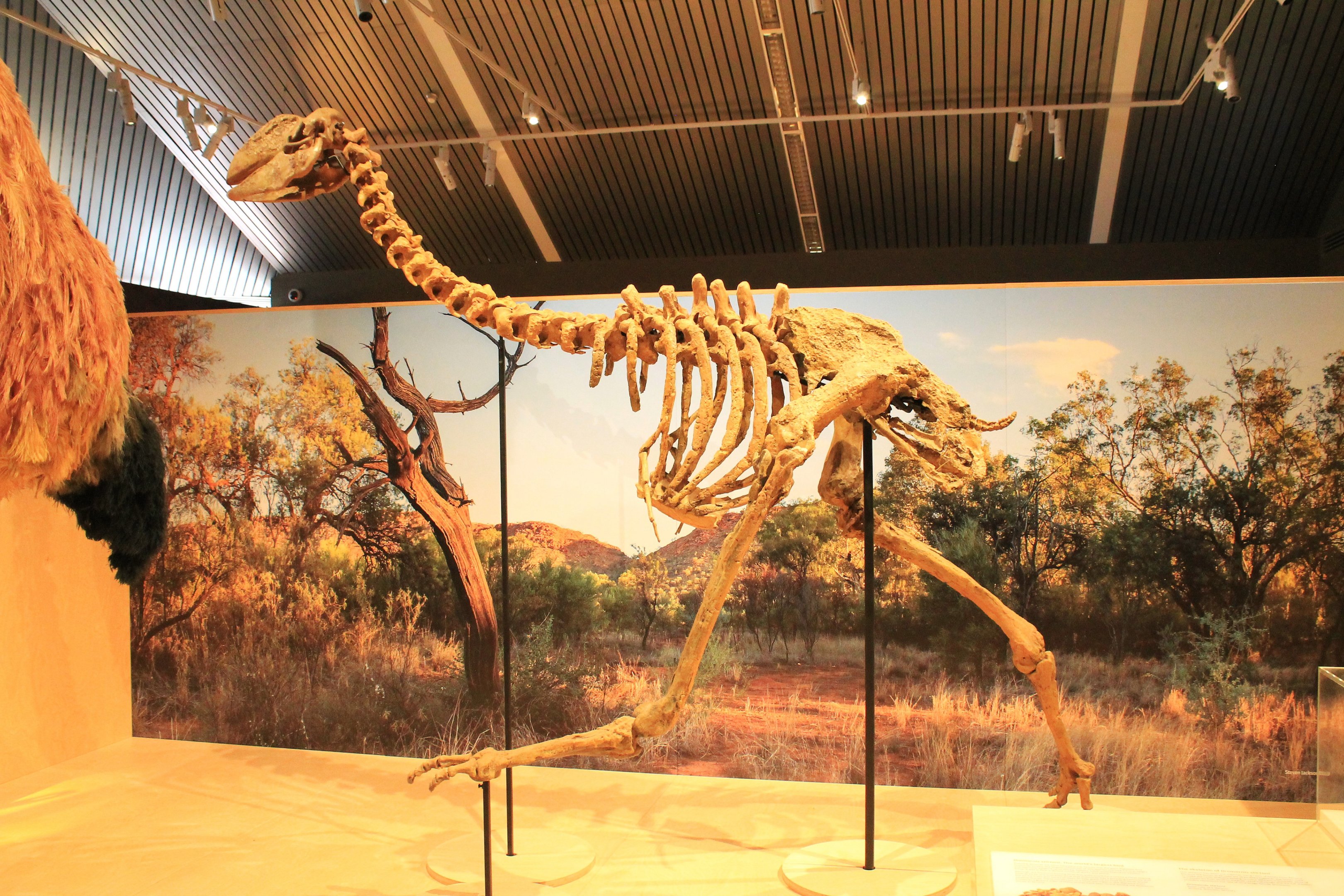Dromornis stirtoni skeleton - Megafauna Central museum