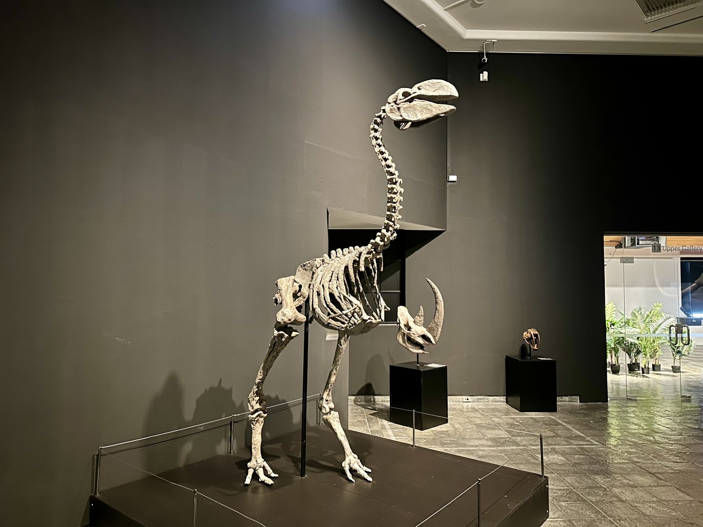 Dromornis stirtoni (skeleton)