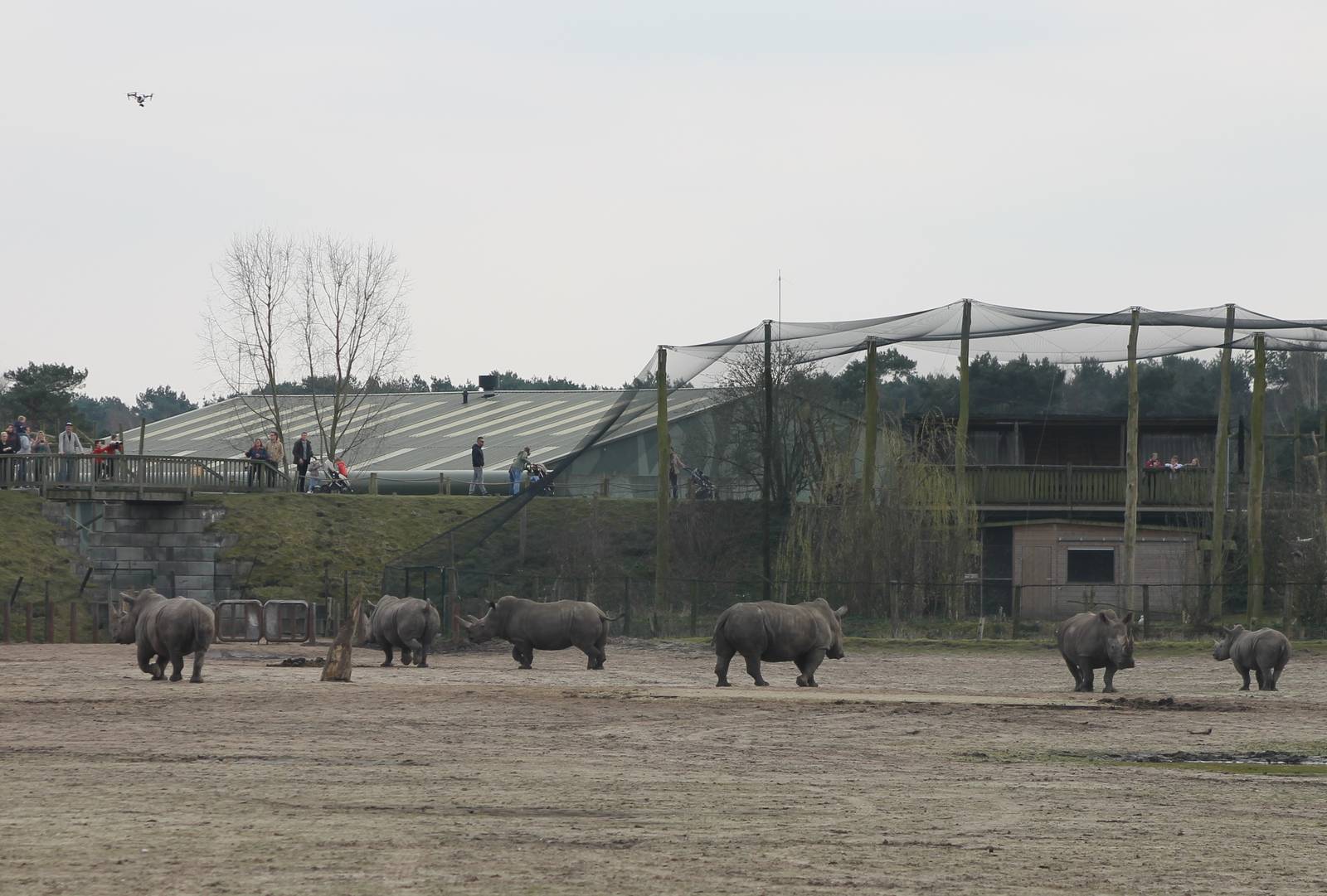 Drone filming the Rhino herd