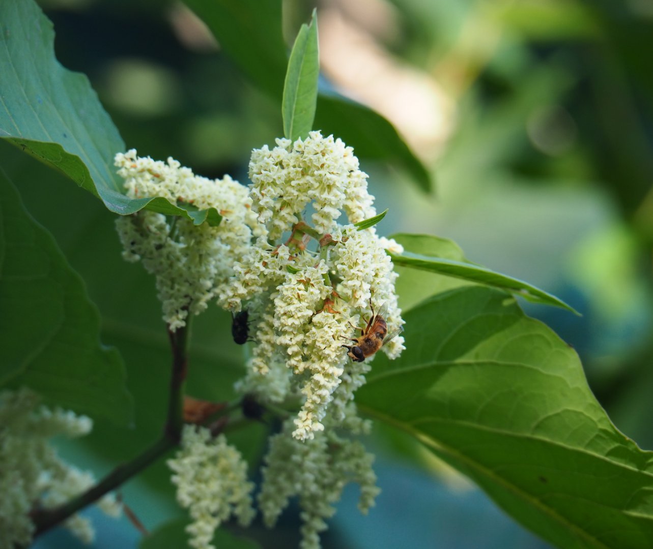 Drone fly (Eristalis tenax) on the flowers of Japanese knotweed (Fallopia japonica), 2019-09-15
