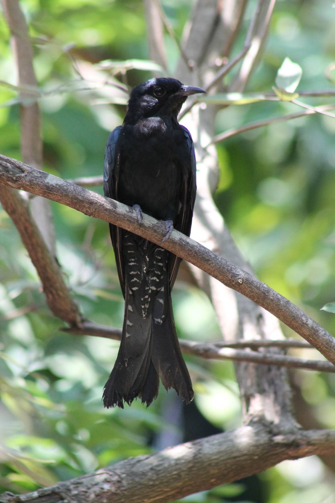 drongo cuckoo (Surniculus lugubris)