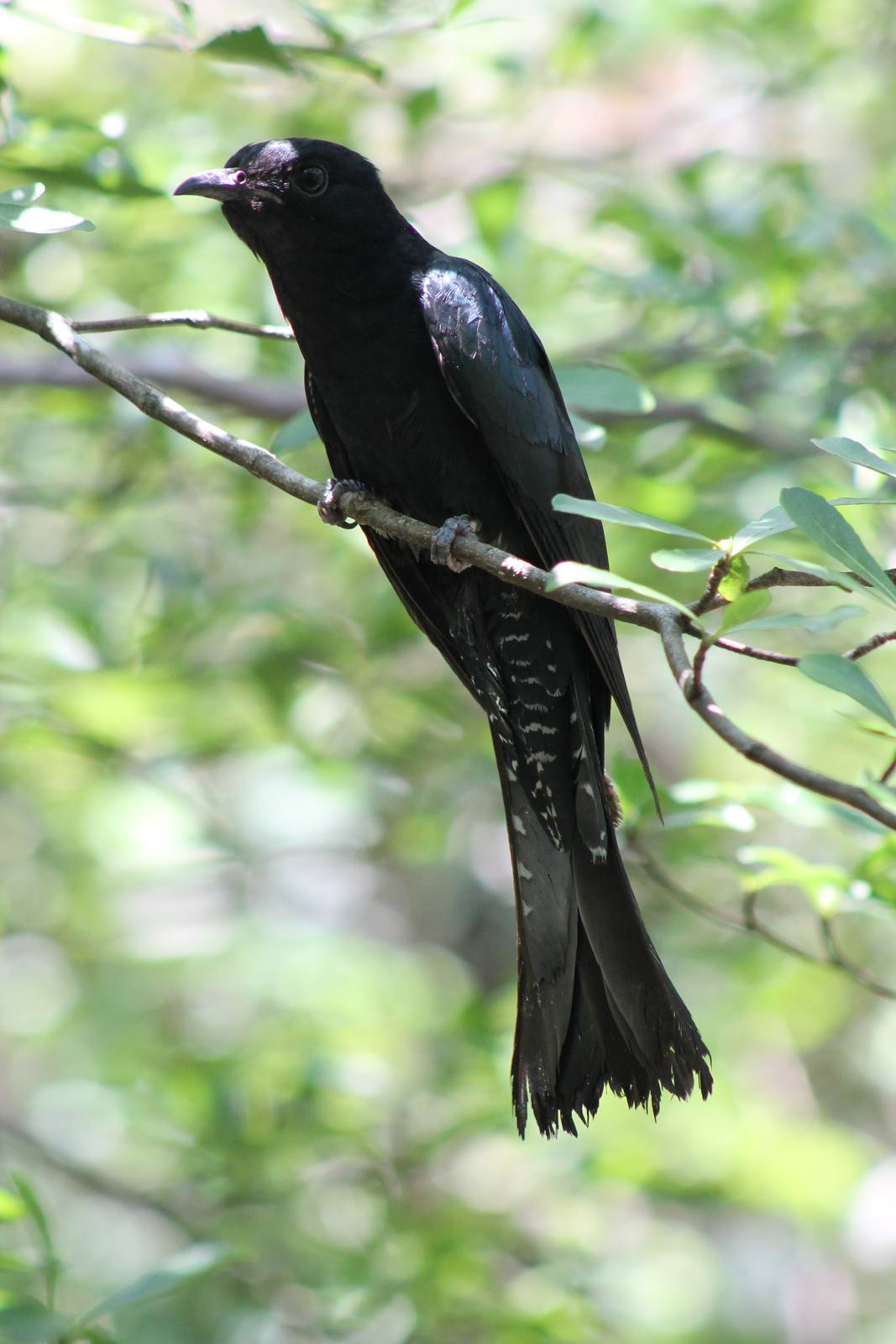 drongo cuckoo (Surniculus lugubris)
